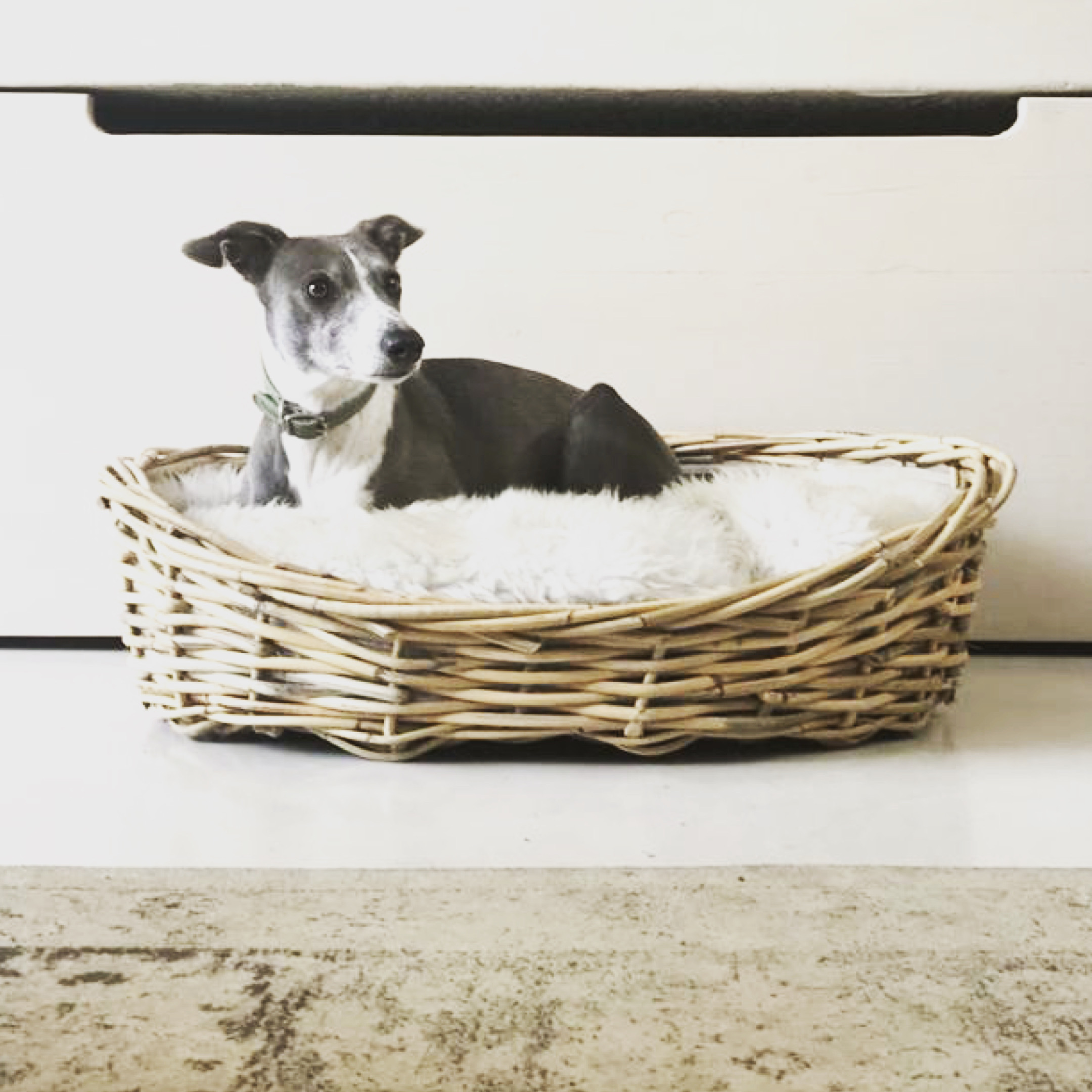 Dog Basket2