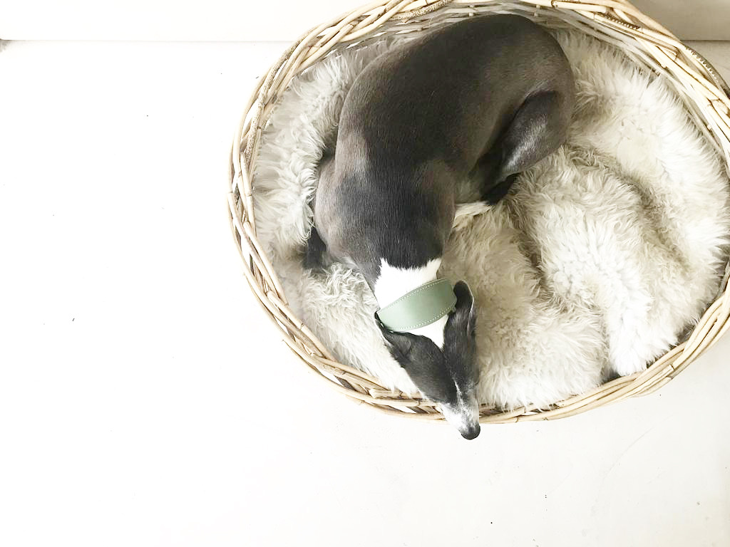 Dog basket1